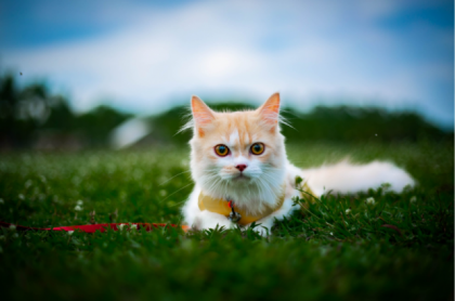 Pet Photography Pet Photography